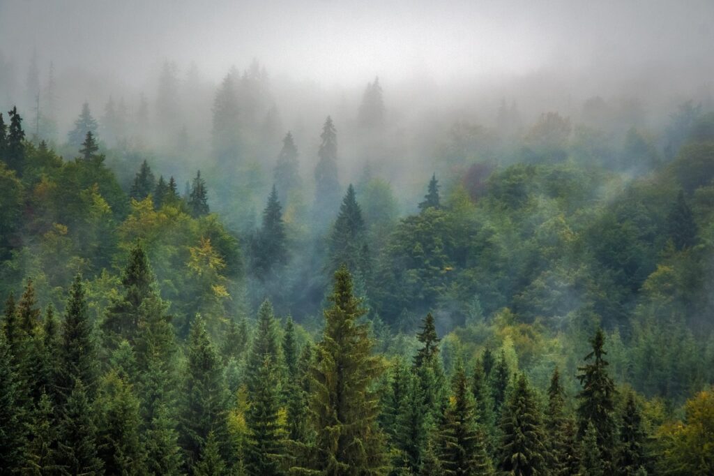 trees, forest, fog, foggy, haze, mist, misty, conifers, coniferous, conifer forest, evergreen, pine trees, fir trees, woods, woodlands, landscape, nature, pine forest, rural landscape, forest, forest, forest, forest, forest